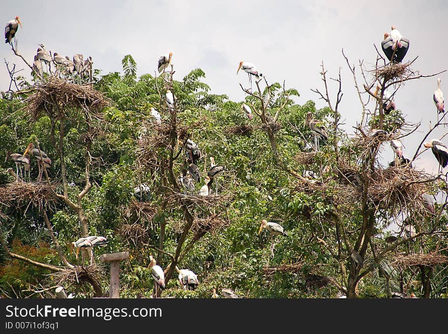 Nesting stock