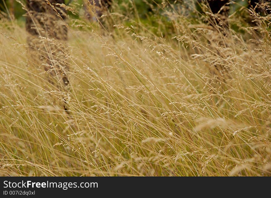 Grass blowing in the wind