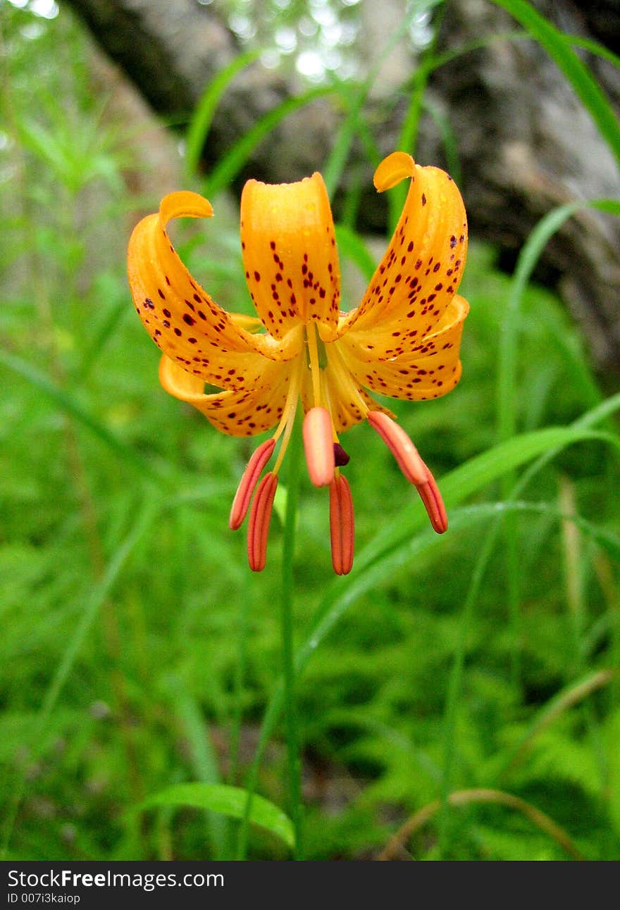 Kamchatka, summer.lily saranka.Russian Federation.city Vilyuchinsk.