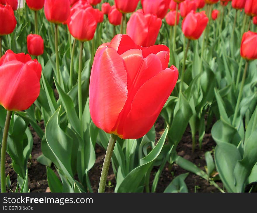 Red flower in the garden. Red flower in the garden