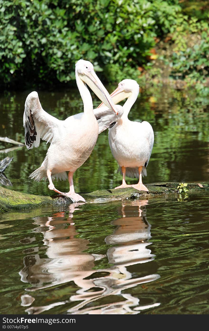 Two pelicans with water reflections