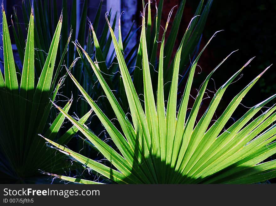 Nature abstract from botanical garden. Nature abstract from botanical garden