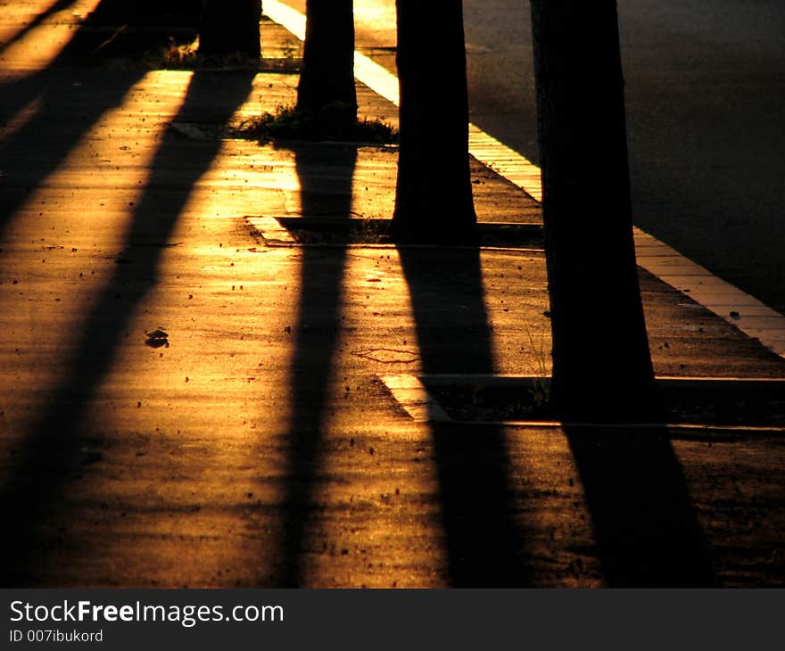 Silhouette`s Trees