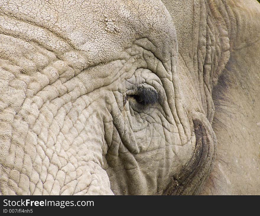 Portrait of an old elephant