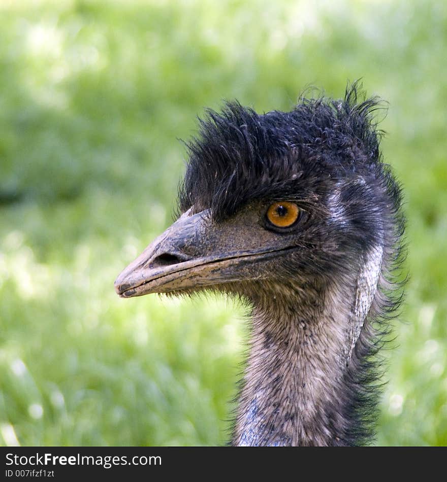 Portrait of a adult nandu. Portrait of a adult nandu