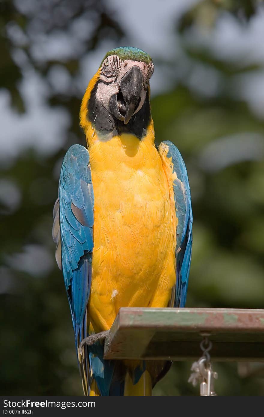 A parrot on a perch