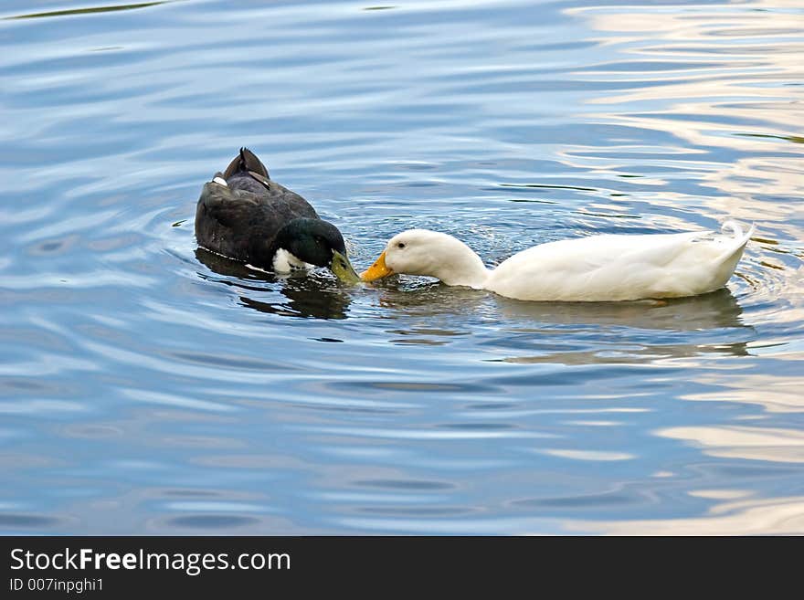 2 ducks on a pond