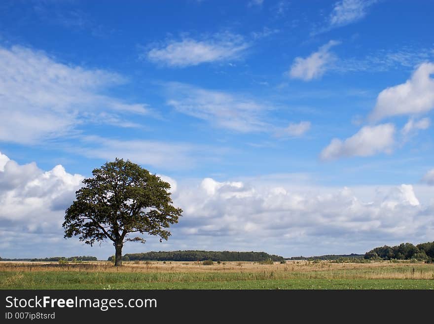 Lonely oak in midday field. Lonely oak in midday field