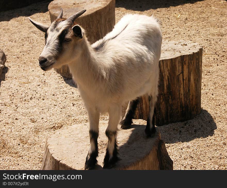 First Place Goat