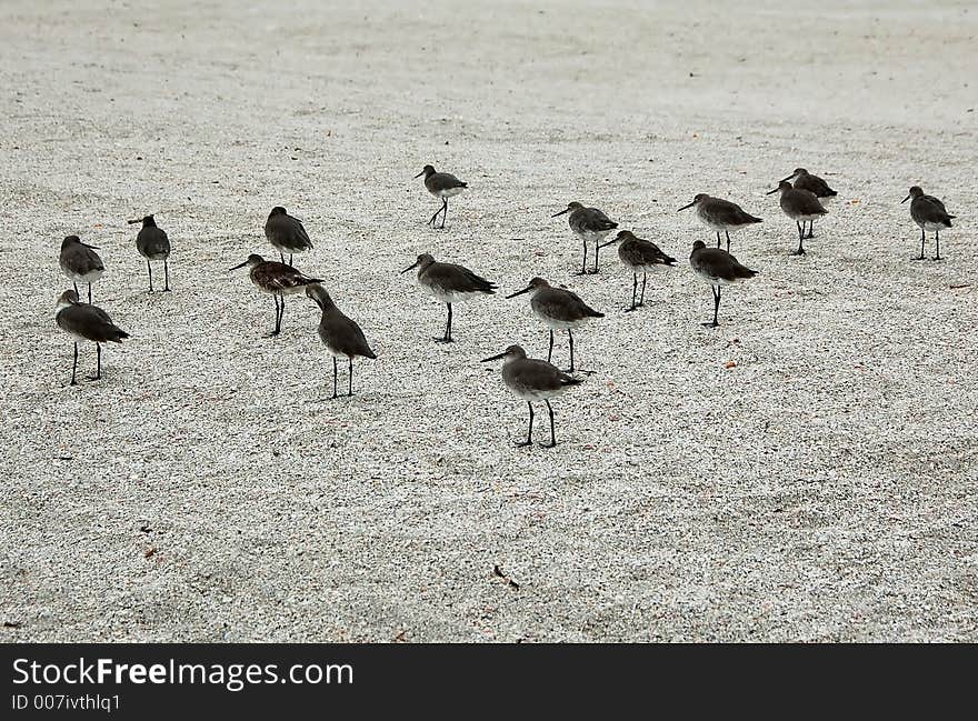 Flock of beach birds