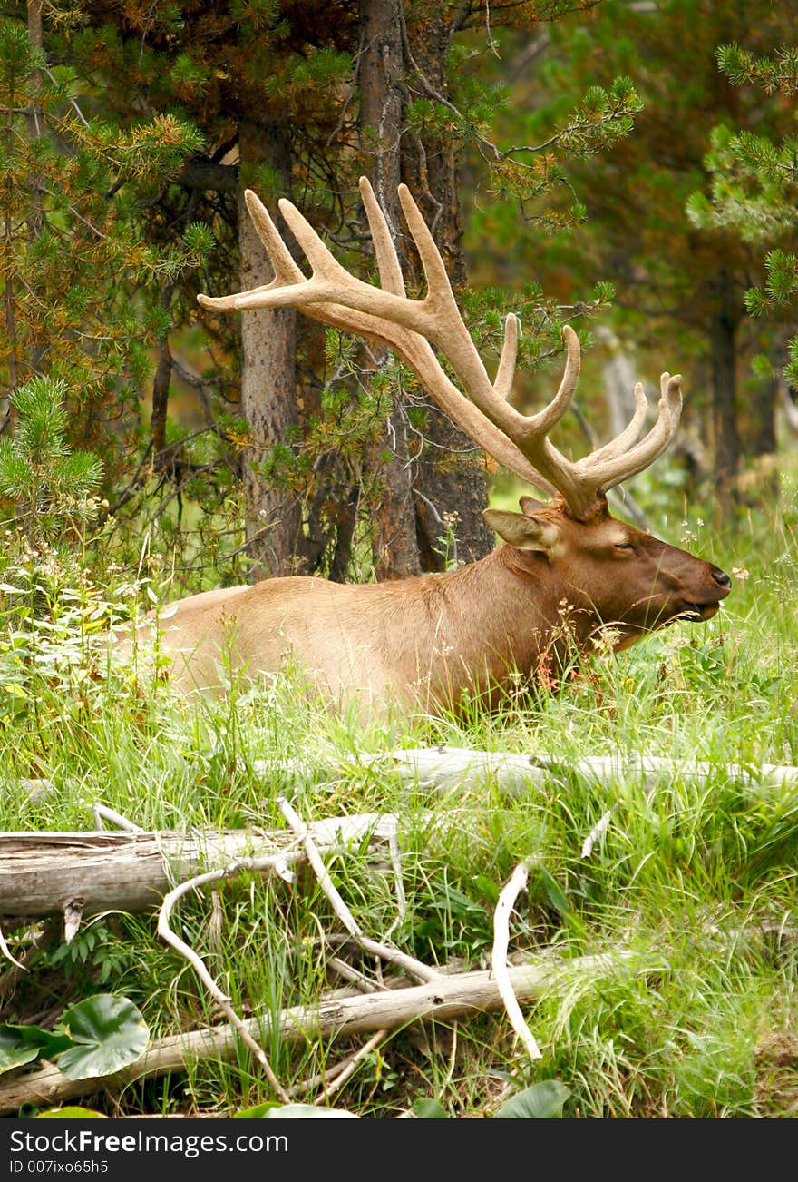 Sleepy elk