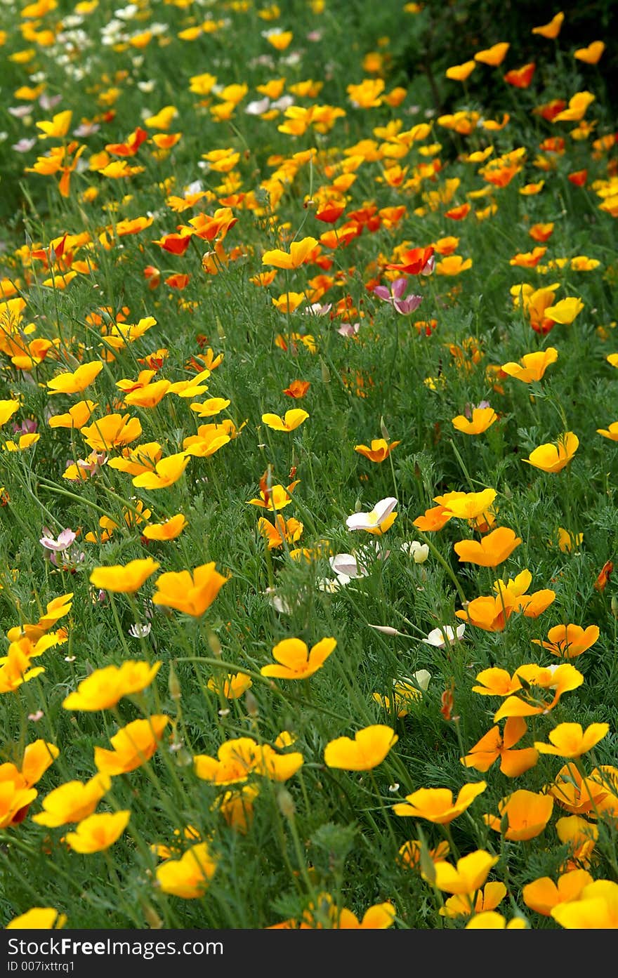 Eschscholzia Californica