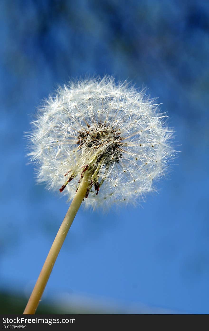 Dandelion