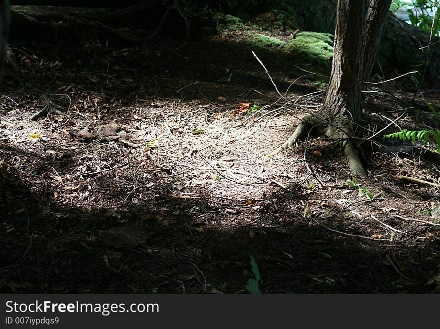 Sun Dappled Forest Scene