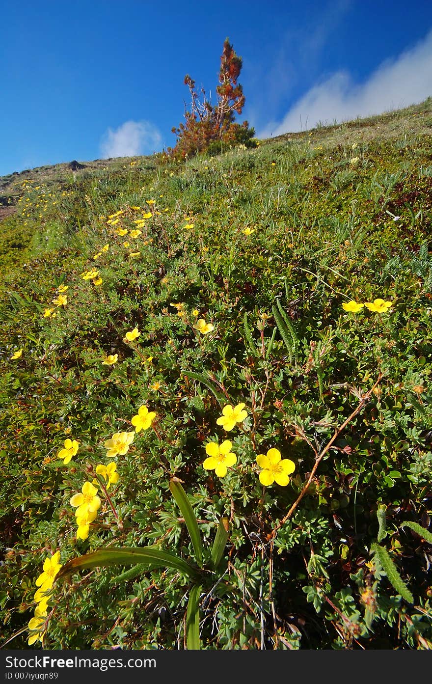 Flowery mountain meadow on a summer day in Olympic National Park. Flowery mountain meadow on a summer day in Olympic National Park