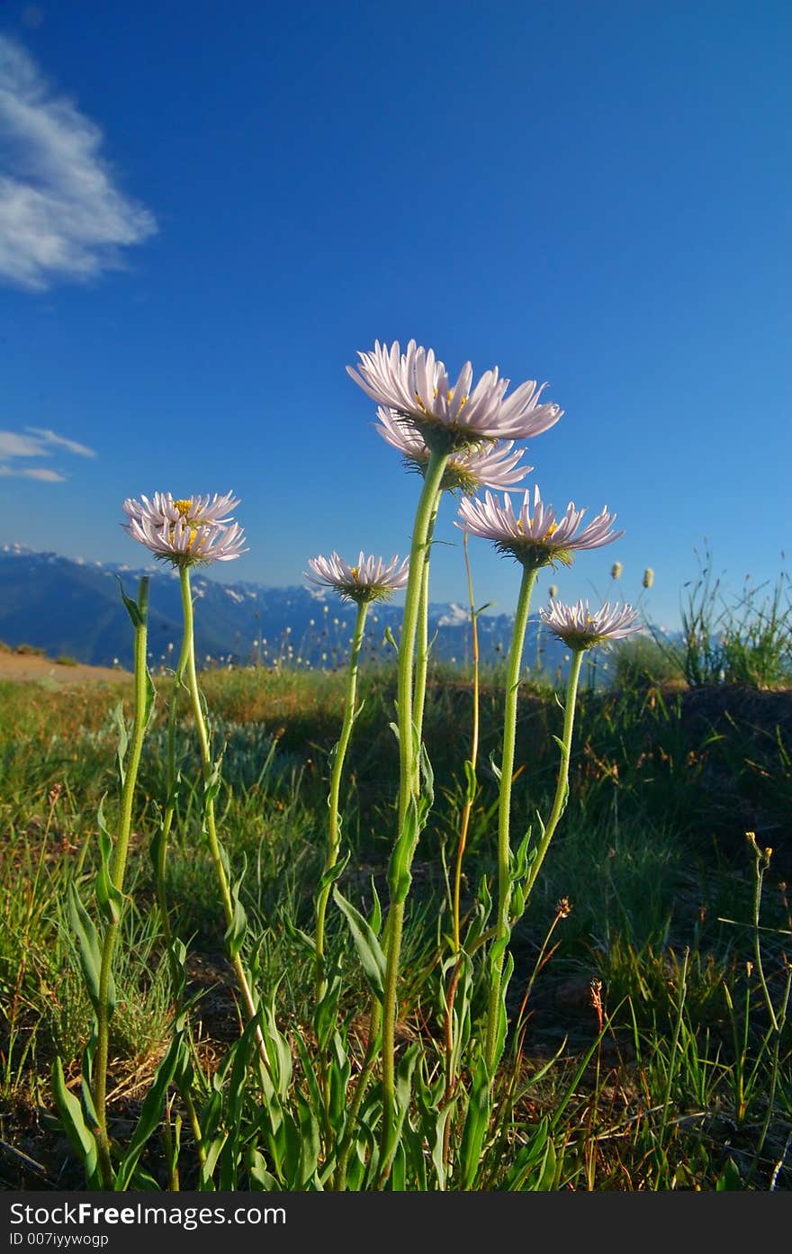 Mountain Meadow