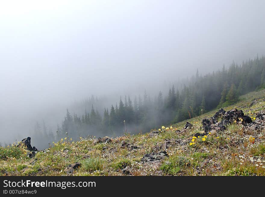 Mountain meadow in Washington State