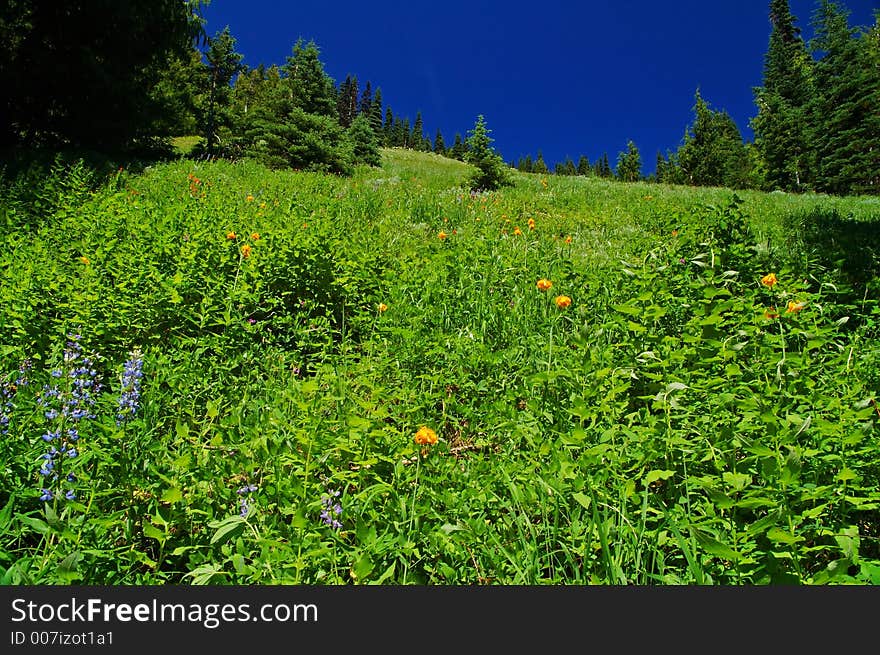 Flowery mountain meadow on a summer day in Olympic National Park. Flowery mountain meadow on a summer day in Olympic National Park