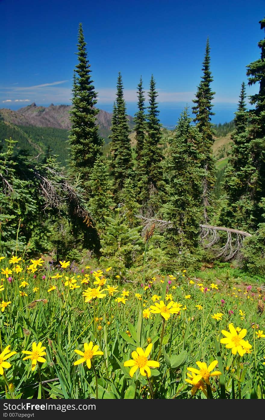 Mountain Meadow