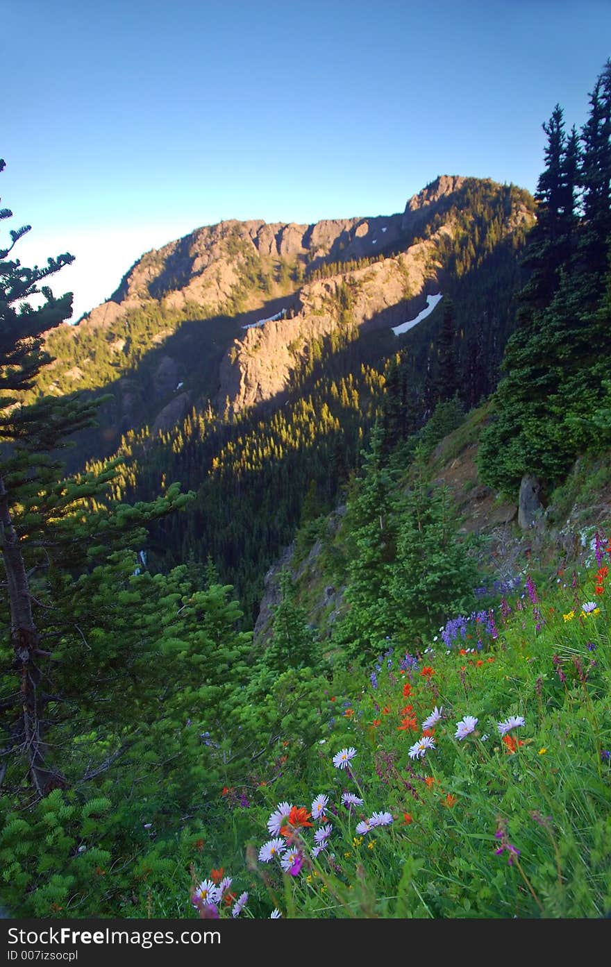 Flowery mountain meadow on a summer day in Olympic National Park. Flowery mountain meadow on a summer day in Olympic National Park