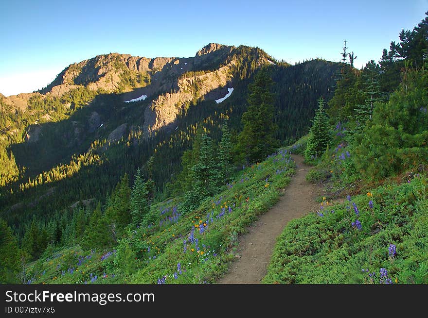 Flowery mountain meadow on a summer day in Olympic National Park. Flowery mountain meadow on a summer day in Olympic National Park