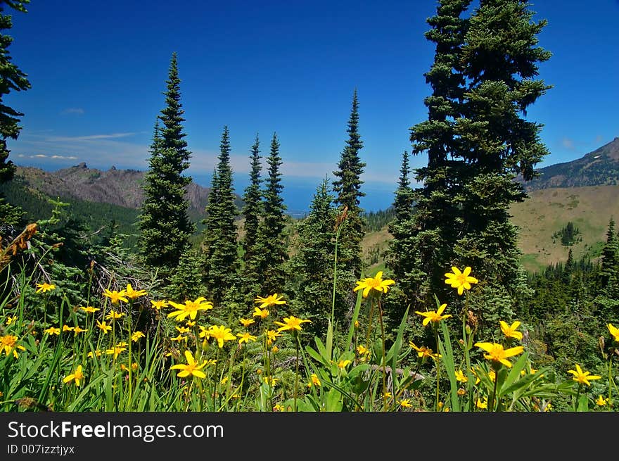 Mountain Meadow