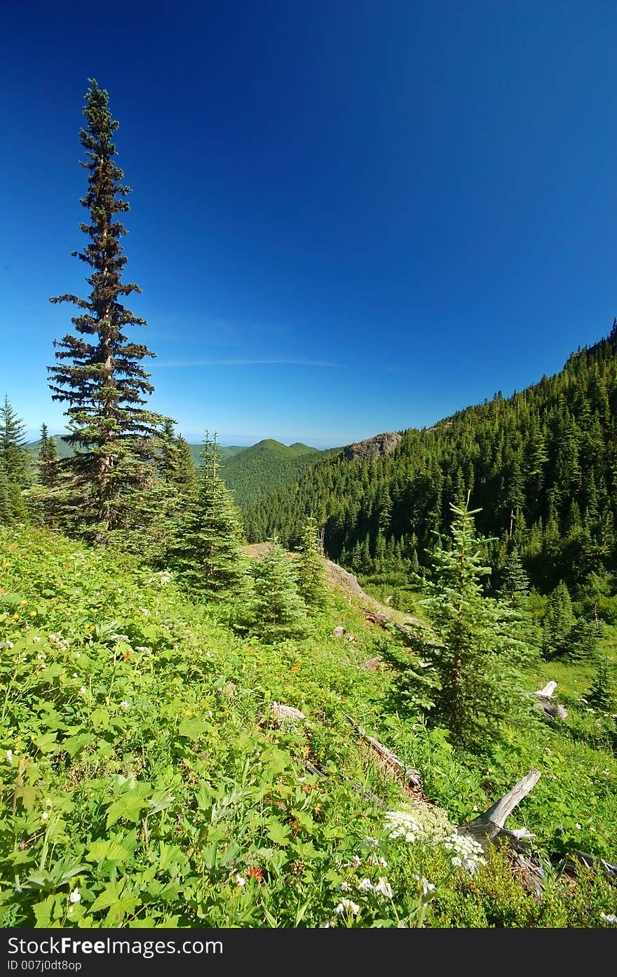 Parsnip in a mountain meadow in Olympic National Park