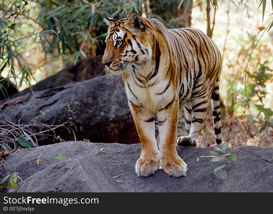 A tiger on a rock at Pench Tiger Reserve in Central India. A tiger on a rock at Pench Tiger Reserve in Central India