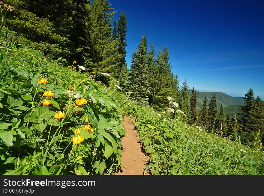 Tiger Lilies, Lilium columbianum , and Parsnip, in Olympic National Park. Tiger Lilies, Lilium columbianum , and Parsnip, in Olympic National Park