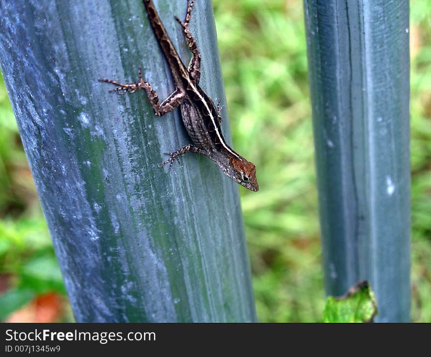 Female brown anole lizard