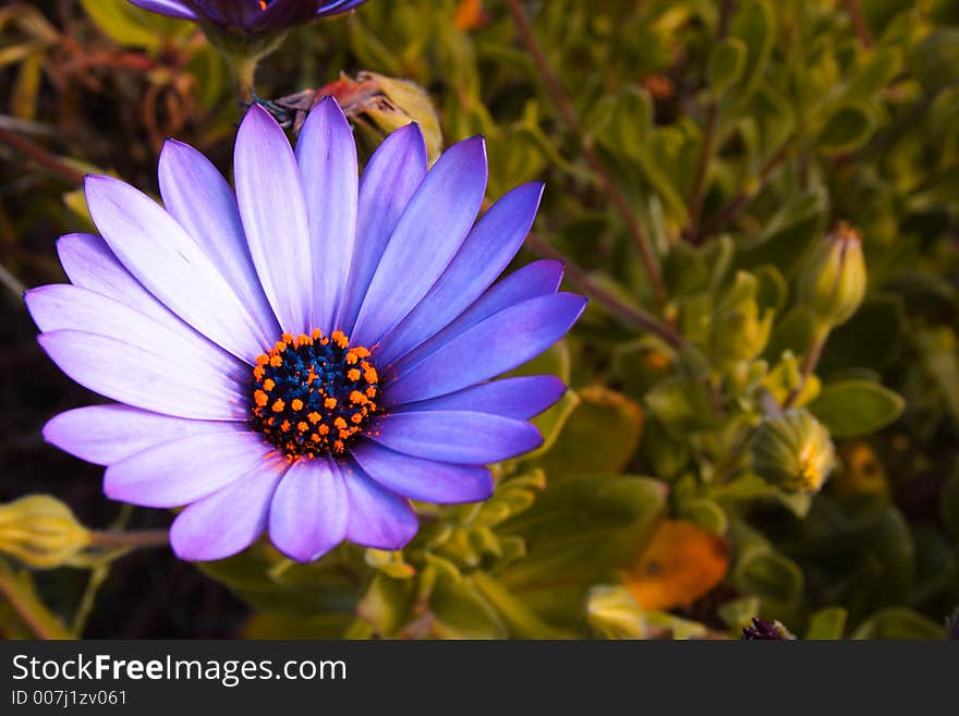 Isolated Purple Gerbera daisy flower