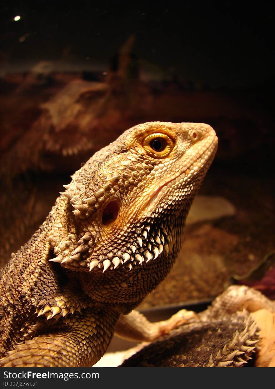 A bearded dragon on the look out