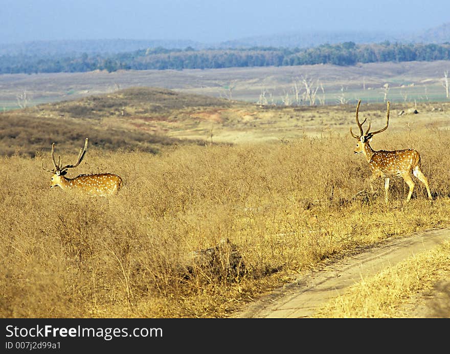 Chital