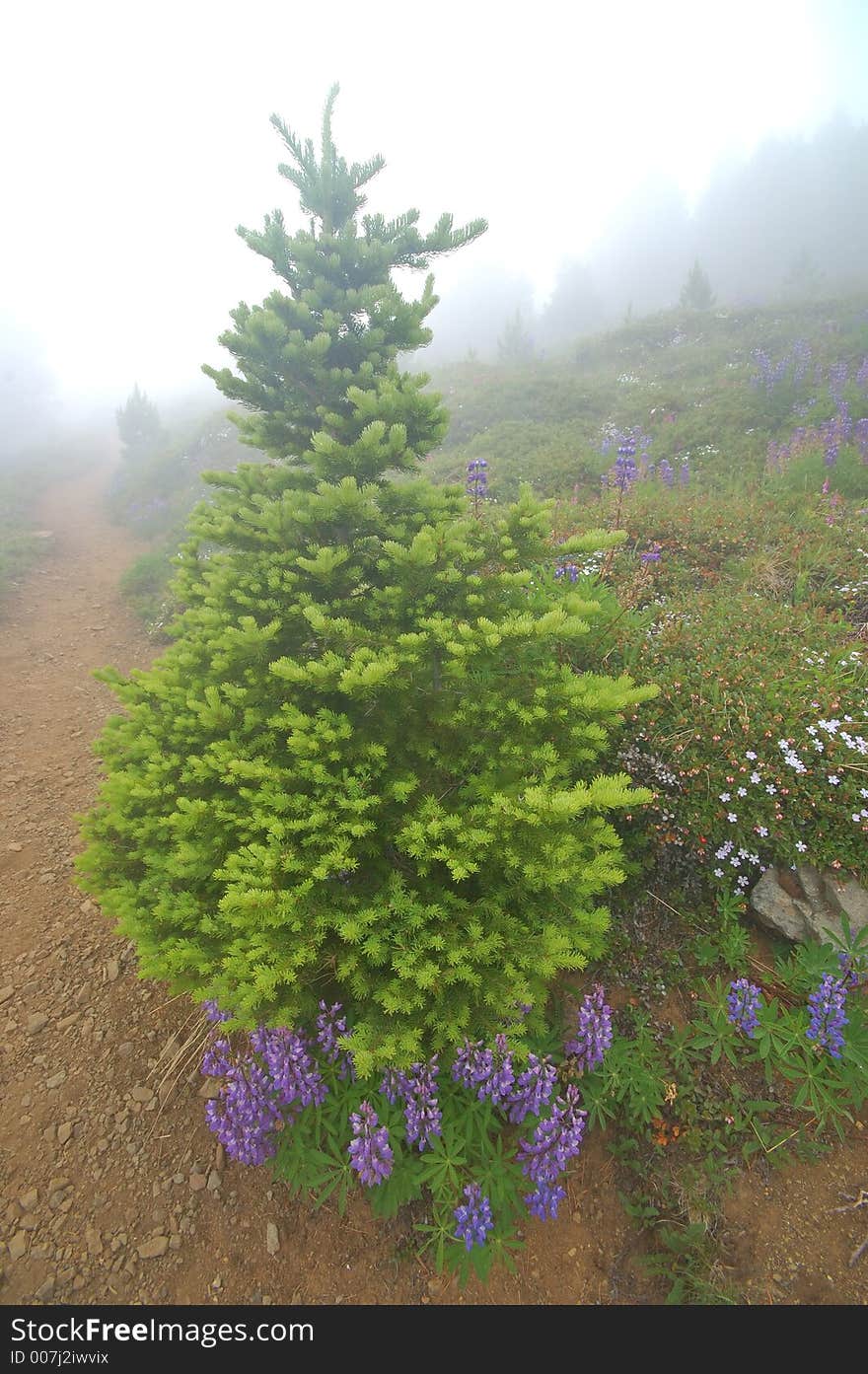 Mountain Meadow