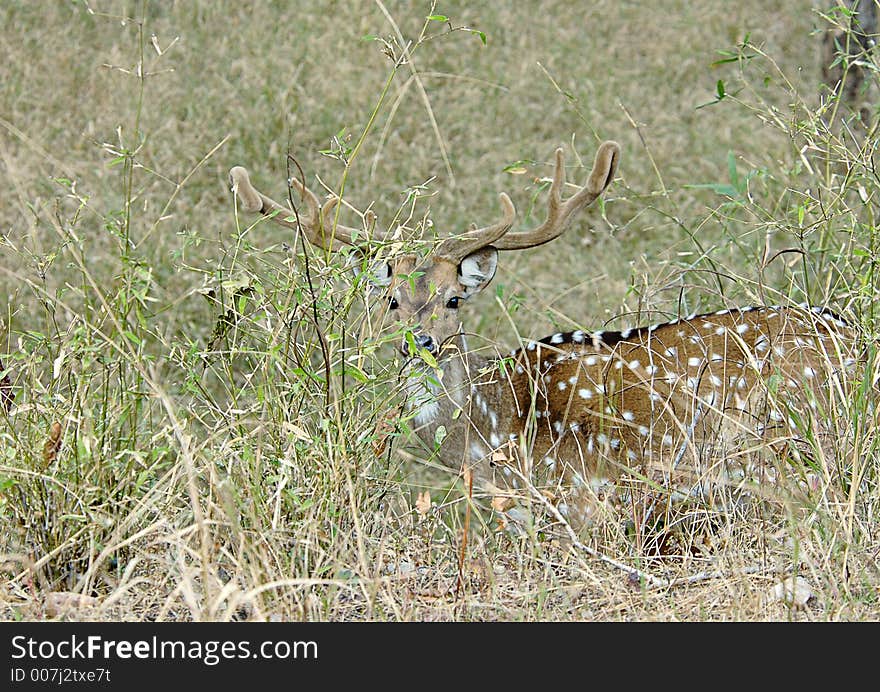 Chital