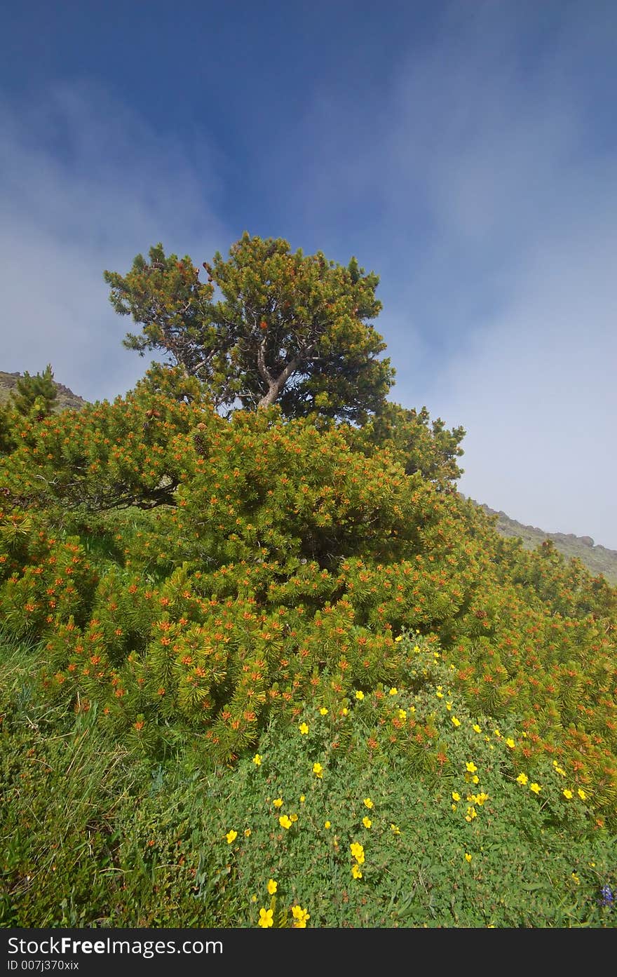 Mountain Meadow