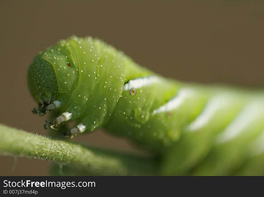 Tomato Hornworm Closeup