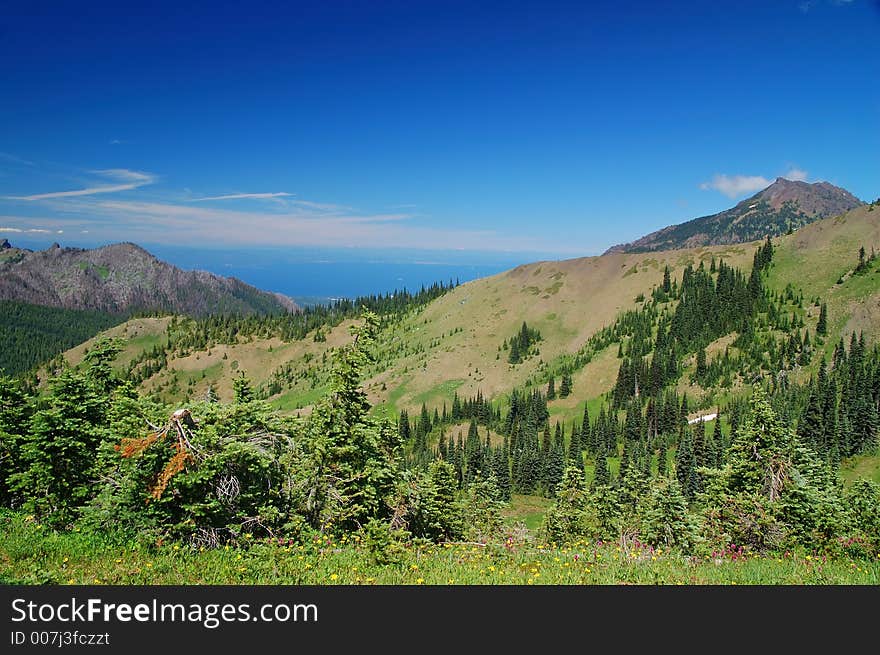 Mountain meadow in Washington State