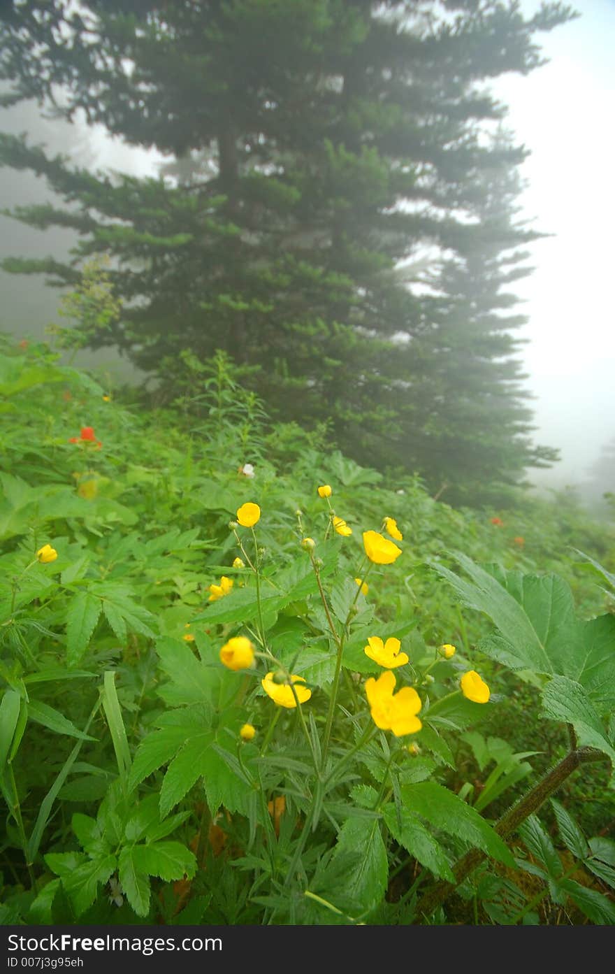 Mountain meadow in Washington State