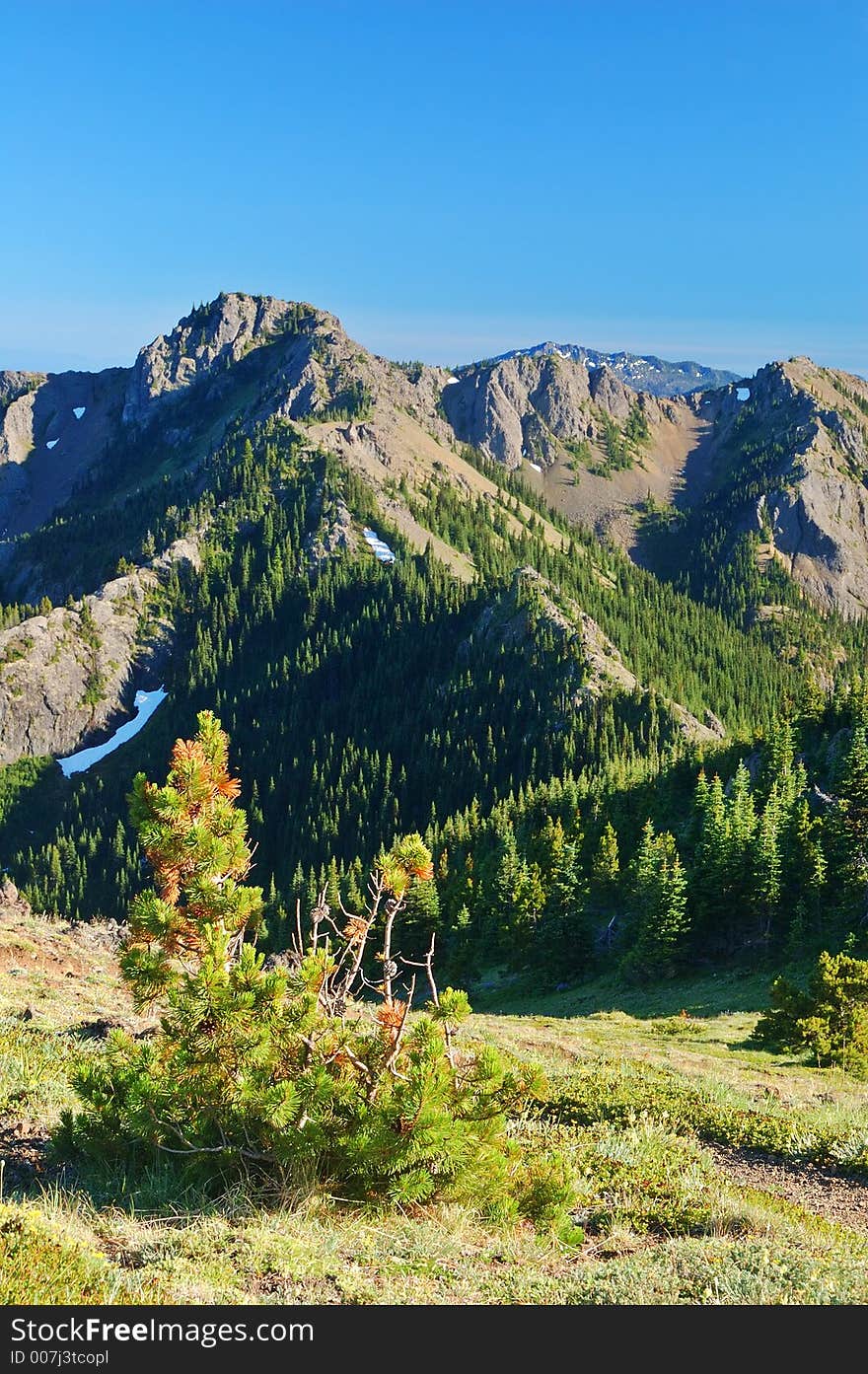 Mountain meadow in Washington State