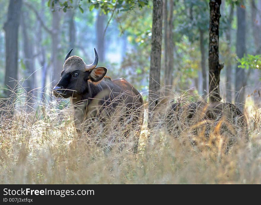 A Gaur cow and calf, also known as the Indian Bison,  at Pench Tiger Reserve in Central India. These are the biggest bovines in the world.