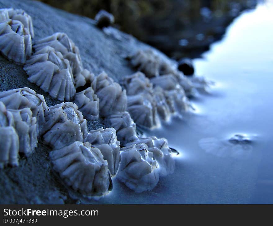 barnicles in the ocean off the shore of acadia maine