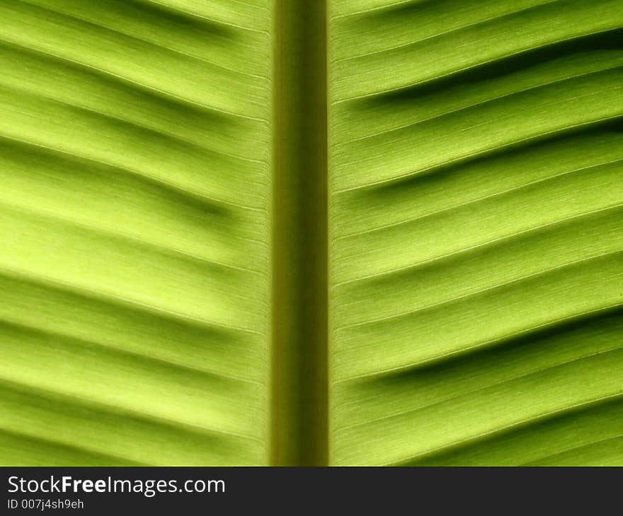 Greenish banana leave. suitable for background.