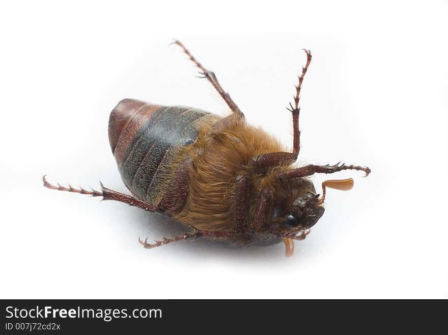 Christmas beetle on white surface