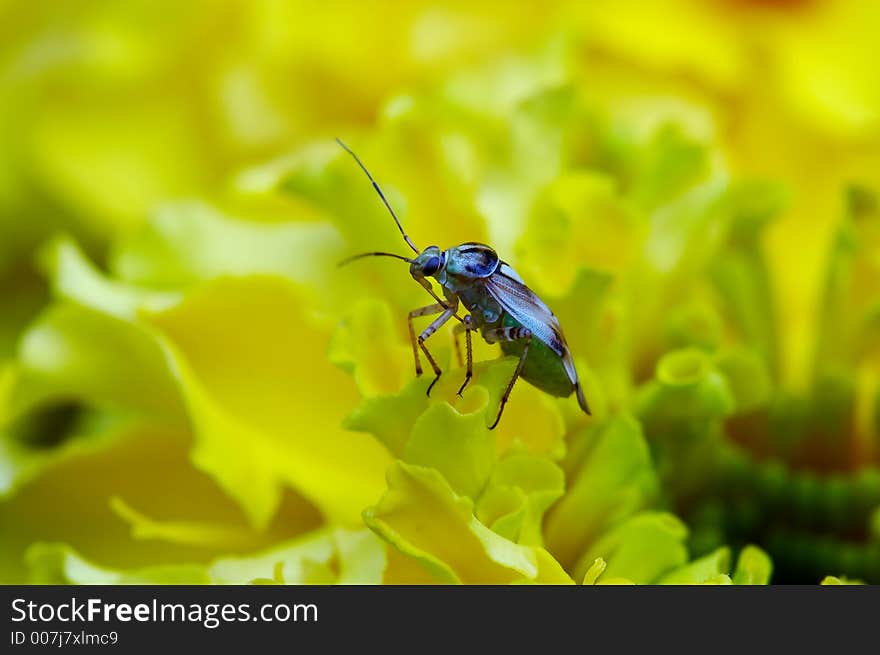 Insect On Flower