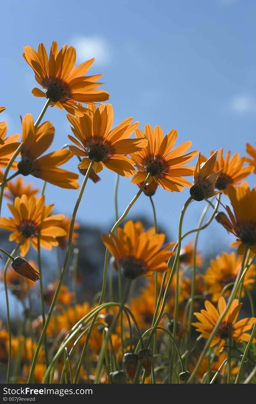 Orange flowers with sky in background