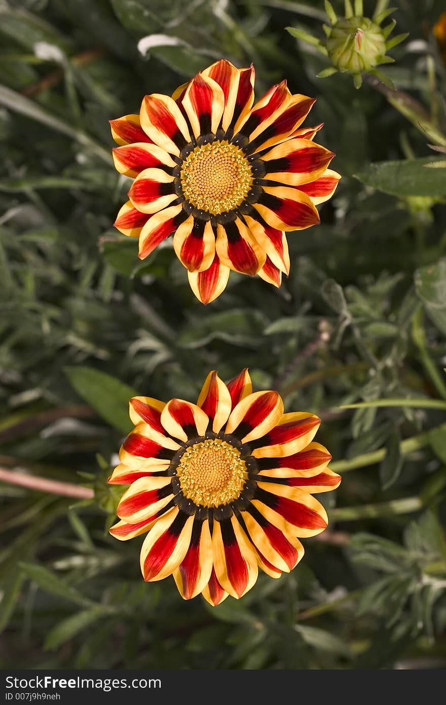 Pair of orange and red flowers. Pair of orange and red flowers