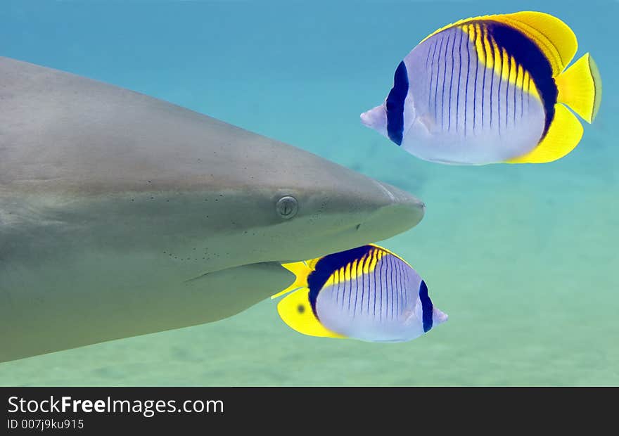 Close-up of Shark and Lined Butterflyfish. (Chaetodon lineolatus Cuvier). Close-up of Shark and Lined Butterflyfish. (Chaetodon lineolatus Cuvier)