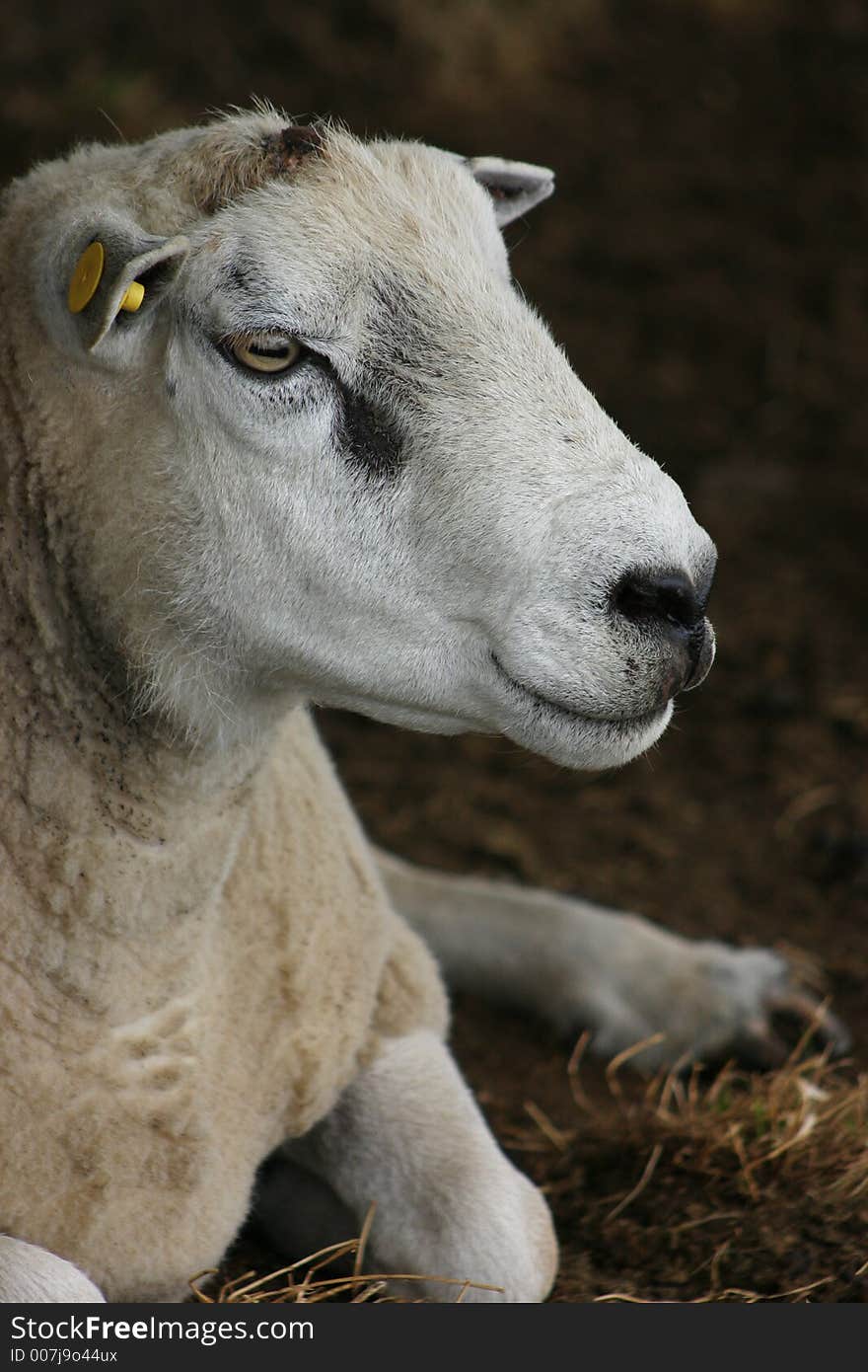 Sheep Portrait