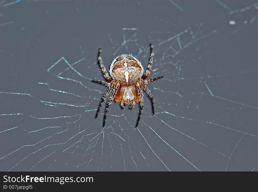 This spider was on my balcony at last summer. This spider was on my balcony at last summer.